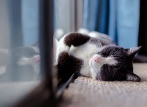 chat sur rebord de fenêtre 