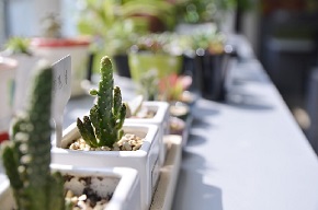 plantes sur rebord de fenetre
