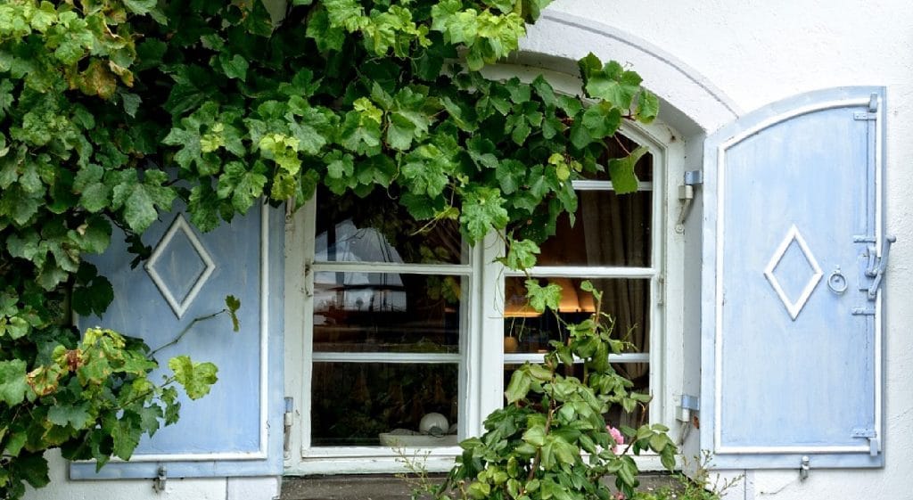 fenêtre avec végétation occultant les regards indiscrets