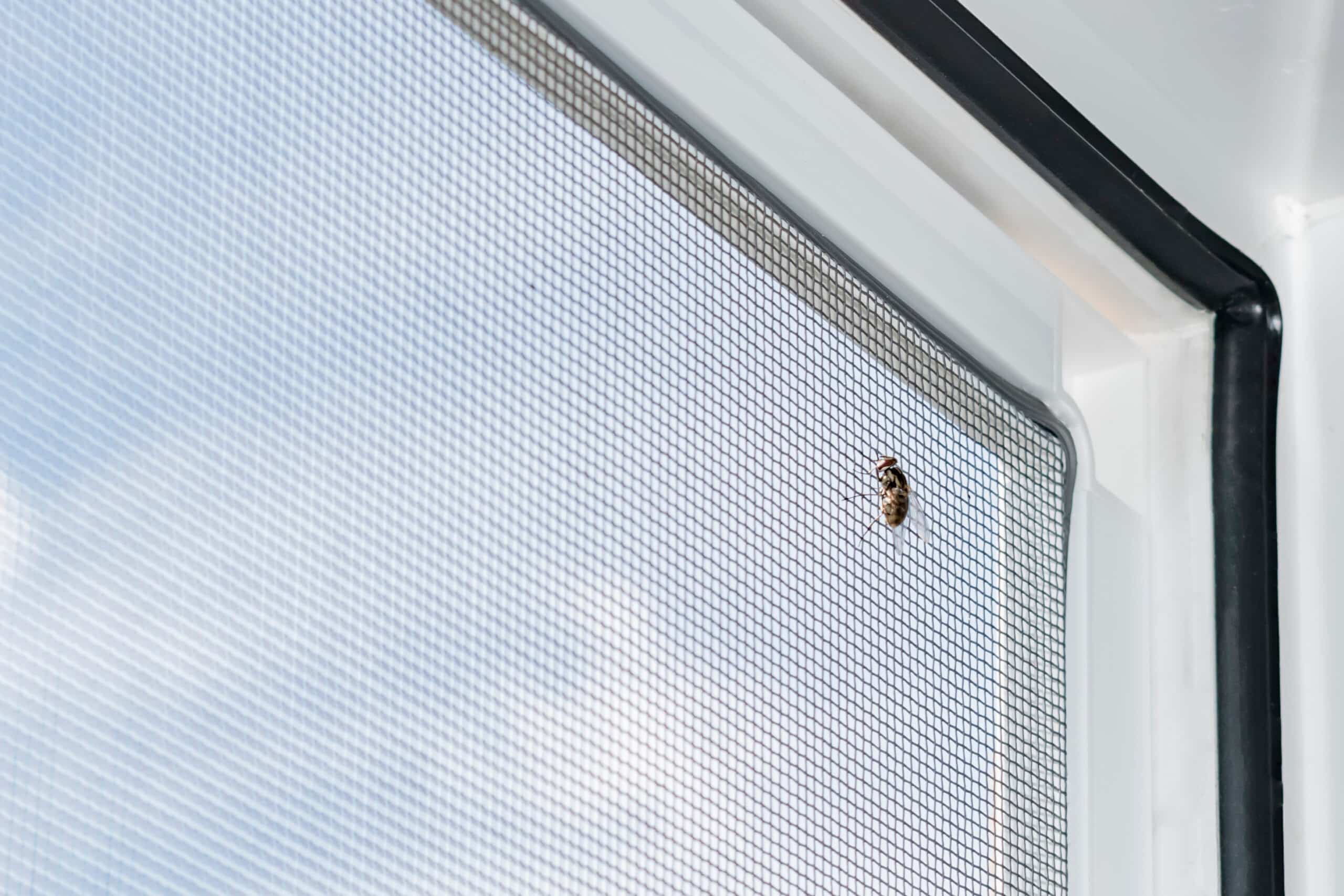 Des insectes, dans ma fenêtre?